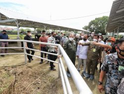 Wali Kota Danny Dampingi Mentan RI Syahrul Pantau Kondisi Hewan Qurban