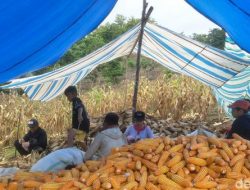 Petani di Bone Keluhkan Anjloknya Harga Jual Jagung, Harga Pupuk Semakin Mahal
