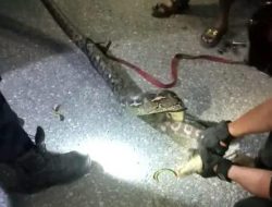 Bikin Warga Geger, Damkar Evakuasi Piton 4 Meter Dalam Drainase di Palopo