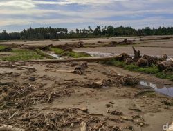 Imbas Banjir, Petani di Mamuju Ngaku Tak Bisa Menanam Padi 3 Tahun