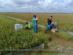 Kementan Tetap Konsisten Lakukan Uji Emisi Gas Rumah Kaca di Lahan Sawah Tahun 2022