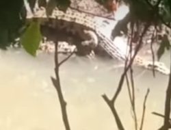 Petik Kangkung di Bantaran Sungai, Pria di Mamuju Tengah Diterkam Buaya