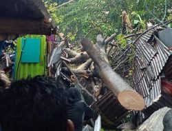 Ditimpa Pohon Tumbang, Kakek di Makassar Tetap Santai Merokok Menunggu Tim SAR
