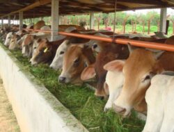 62 Hewan Kurban dari SKPD Makassar Dibagikan ke Staf dan Masyarakat Sekitar